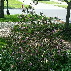 Meet your Posher, Adam